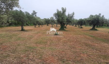 Istra,Fažana maslinik s maslinama starim 100 god,veličina 956 m2